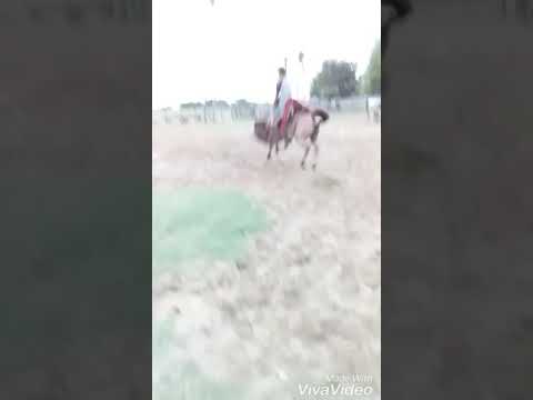 Cavalo pulando Pantanal 